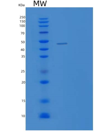 Recombinant E.coli SurA Protein