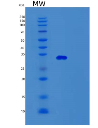Recombinant Human SURF2 Protein