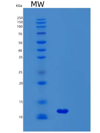 Recombinant Human SYCE3 Protein