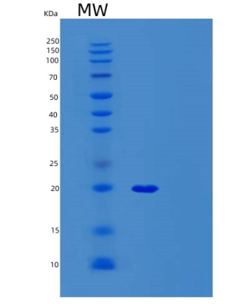 Recombinant Human SYF2 Protein