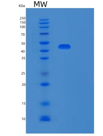 Recombinant Human Syntaphilin Protein