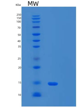 Recombinant Human α-Synuclein A30P Protein