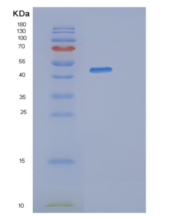 Recombinant Human SYT13 Protein