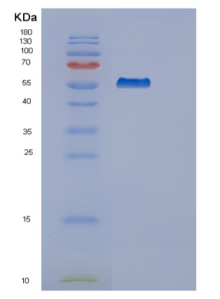 Recombinant Human SYT3 Protein