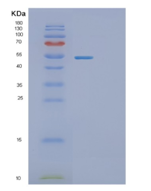 Recombinant E.coli tnaa Protein
