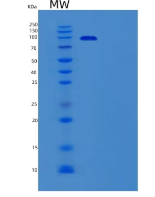 Recombinant Mouse Tlr2 Protein