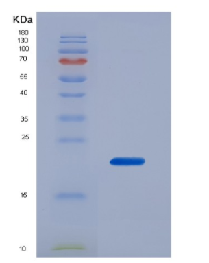 Recombinant Tumor Necrosis Factor Alpha (TNFa)