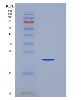 Recombinant Tumor Necrosis Factor Receptor Superfamily, Member 8 (TNFRSF8)