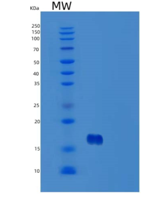 Recombinant Human TSLP Protein