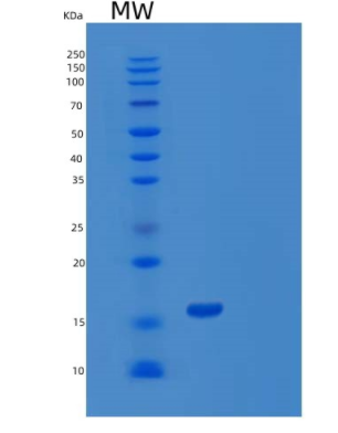 Recombinant Human WWC1 Protein