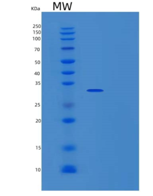 Recombinant Human Apolipoprotein A1/ApoA1 Protein(C-6His)