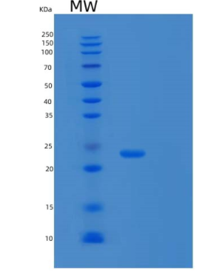 Recombinant Human Endothelial Protein C Receptor Protein