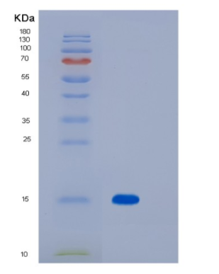 Recombinant Human Myelin Oligodendrocyte Glycoprotein/MOG Protein(C-6His)
