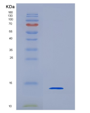 Eukaryotic Insulin Like Growth Factor 1 (IGF1)