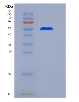 Eukaryotic Cluster Of Differentiation 55 (CD55)