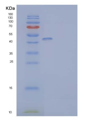 Recombinant Human Death Receptor 3/DR3/TNFRSF25 Protein(C-Fc)