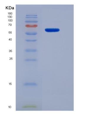 Eukaryotic Lymphocyte Activation Gene 3 (LAG3)