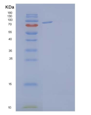 Recombinant Human Ephrin A Receptor 4/EphA4 Protein(C-Fc)