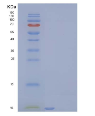 Recombinant Human Insulin-Like Growth Factor II/IGF2 Protein