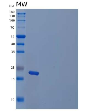 Recombinant Human Interferon alpha-4 Protein