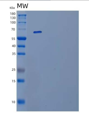 Recombinant Human IL-23 Recetor/IL-23R Protein(C-Fc)