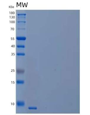 Recombinant Human C-X-C Motif Chemokine 5/CXCL5 Protein