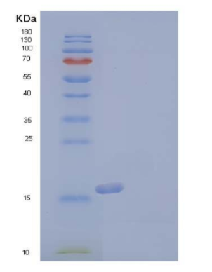 Recombinant Human Tumor Necrosis Factor-α/TNF-α High Active Mutant Protein