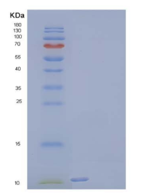 Recombinant Human Neurturin Protein
