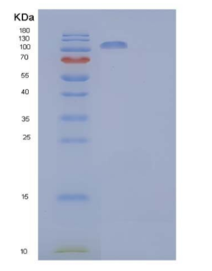Recombinant Human Contactin-2/CNTN2/TAG-1 Protein(C-6His)