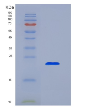 Recombinant Interleukin 10 (IL10)