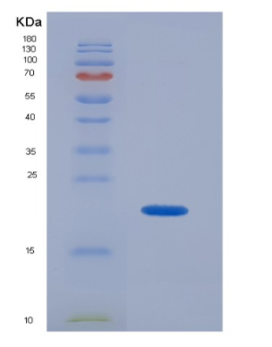 Recombinant Interleukin 1 Eta (IL1h)