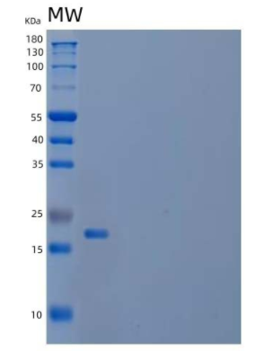 Recombinant Mouse Interleukin-18/IL-18/IL-1F4 Protein(N-6His)