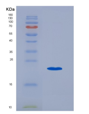 Recombinant Leukemia Inhibitory Factor (LIF).
