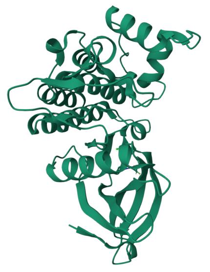 人TYK2蛋白, Tag free