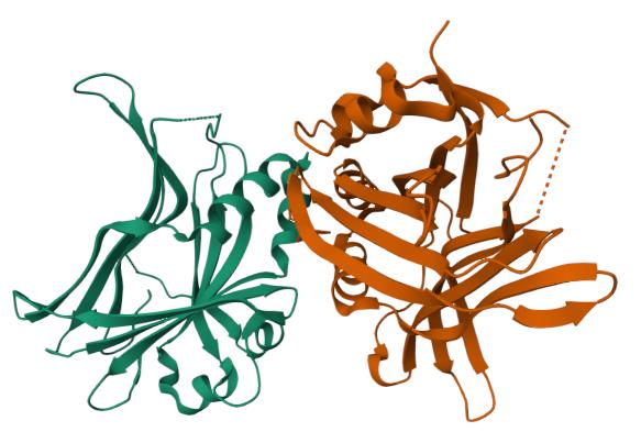 人TEAD4蛋白, N-His Tag