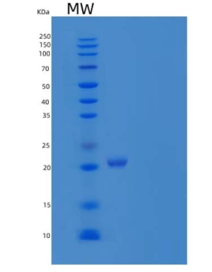 Recombinant Human Apolipoprotein D/ApoD Protein(C-6His)