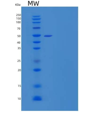 Recombinant Human Protein N-terminal Glutamine Amidohydrolase/NTAQ1 Protein