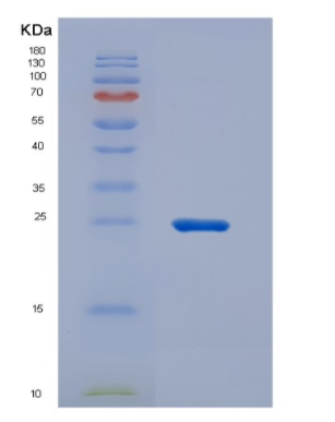 Recombinant Fibroblast Growth Factor 17 (FGF17)