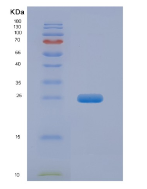 Recombinant Fibroblast Growth Factor 19 (FGF19)