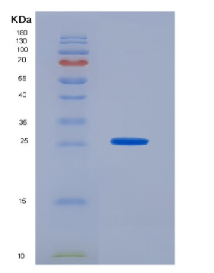 Recombinant Prion Protein (PRNP)