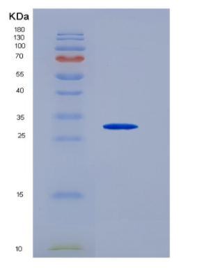 Recombinant Fibroblast Growth Factor 8, Androgen Induced (FGF8)