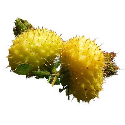 嘉天供应 刺梨提取物 活性酶 SOD超氧化物歧化酶 化妆品