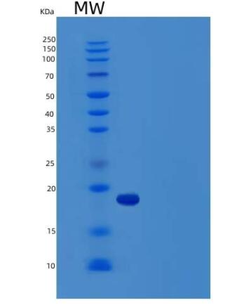 Recombinant Rat Vascular Endothelial Growth Factor A Protein