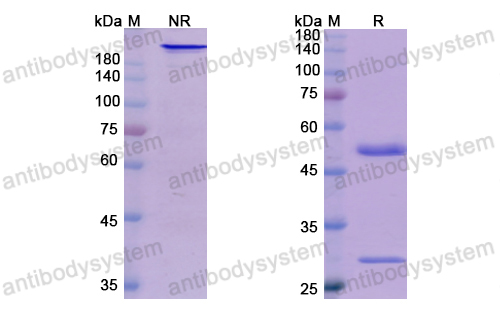 Research Grade Bermekimab