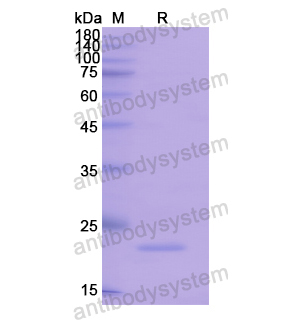 Recombinant Human FGF10, N-His