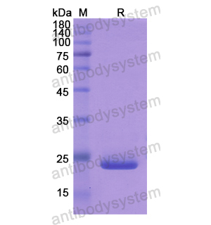 Recombinant Human CYP26A1, N-His