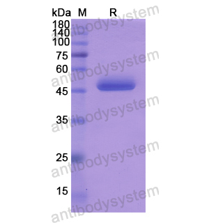 Recombinant Human SPINT2, N-GST