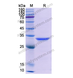 Recombinant Human CD133/PROM1, N-His