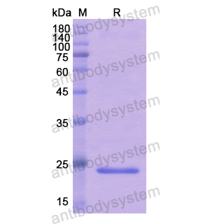 Recombinant Human TNFSF12, N-His