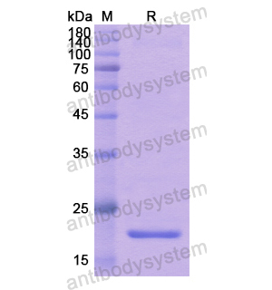 Recombinant Human WIPF1, N-His